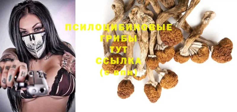 Галлюциногенные грибы Psilocybine cubensis  Крым 